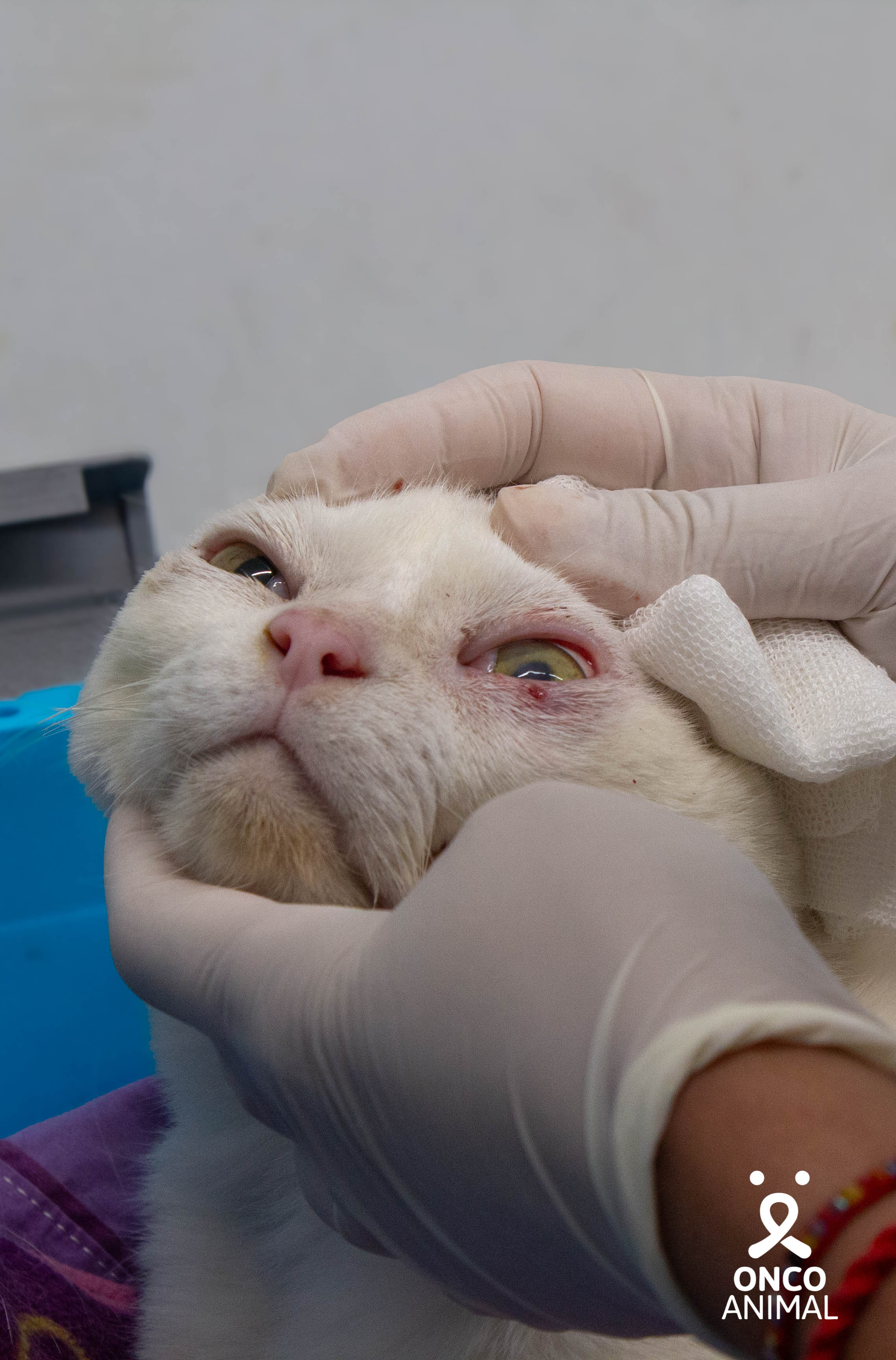Veterinaria examinando a un perro con cariño